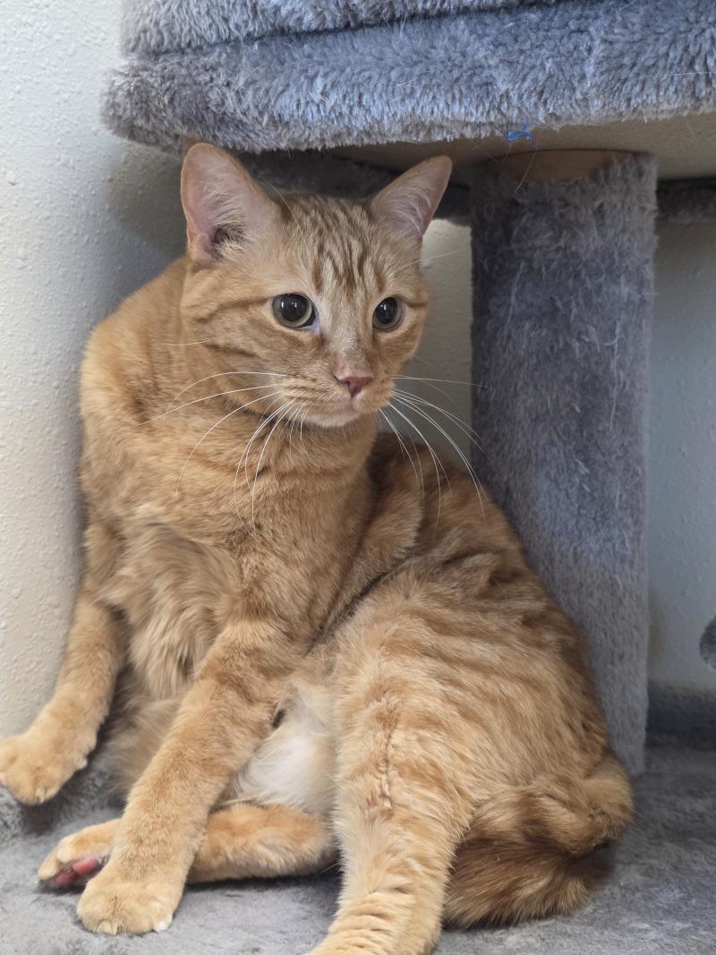 Chester, a Adoptable Domestic Short Hair in Yankton, SD image 2/3