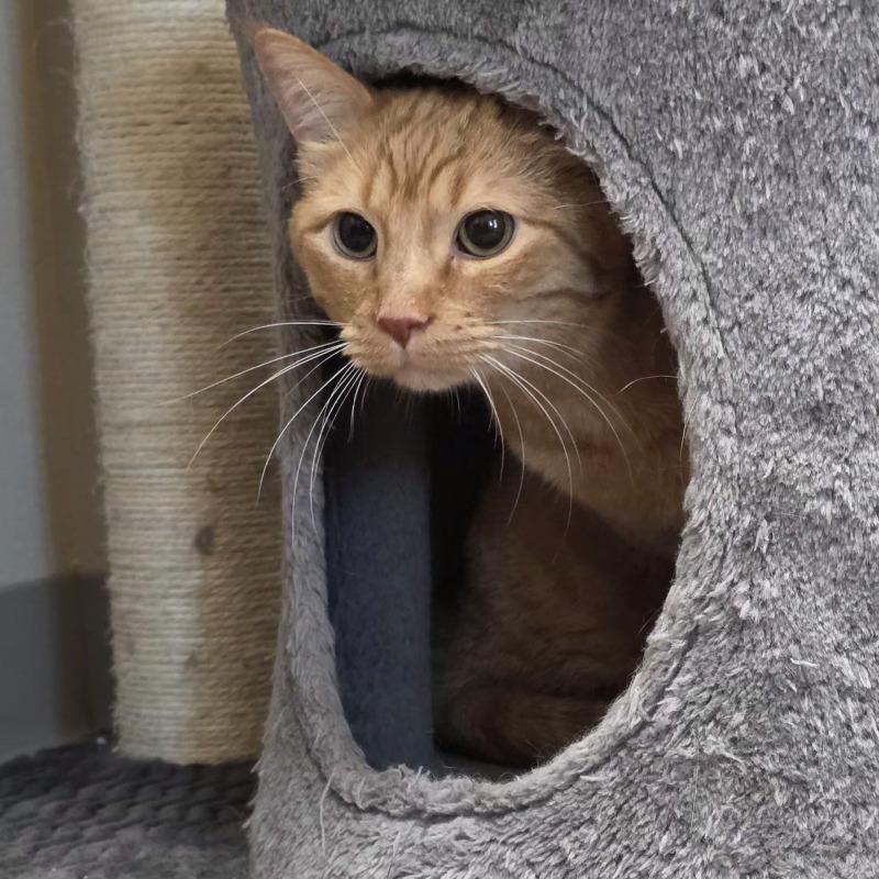 Chester, a Adoptable Domestic Short Hair in Yankton, SD image 3/3