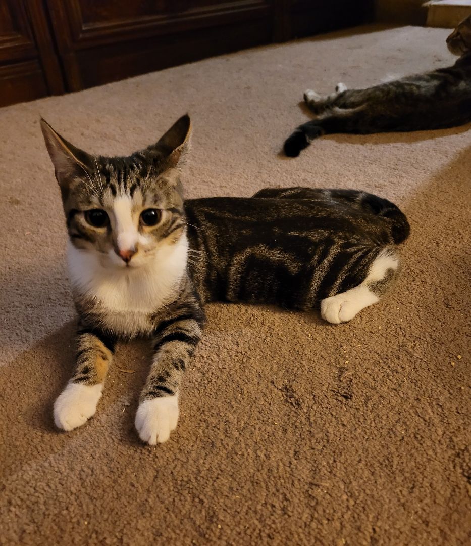 Enlarge Harry, a Adoptable Domestic Short Hair in RIVERSIDE, CA image 1/3