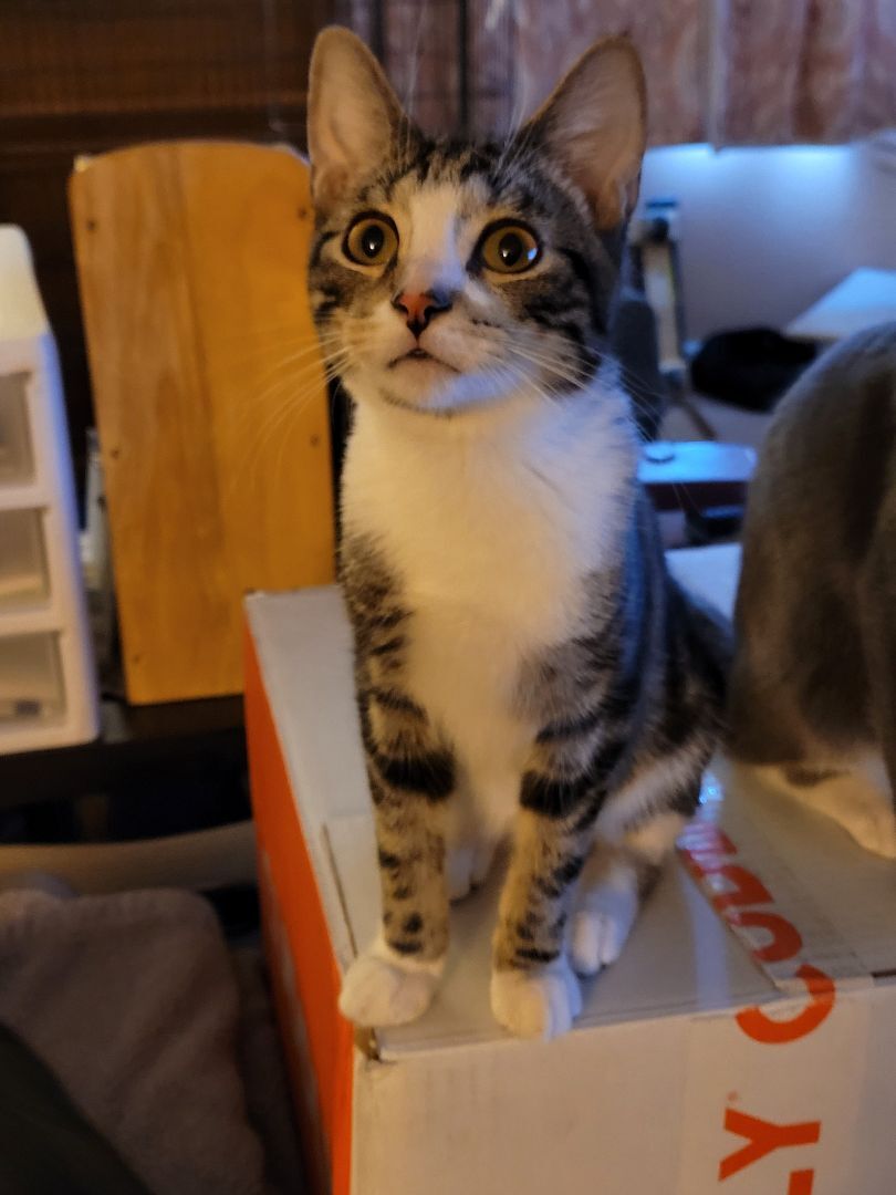 Enlarge Harry, a Adoptable Domestic Short Hair in RIVERSIDE, CA image 2/3