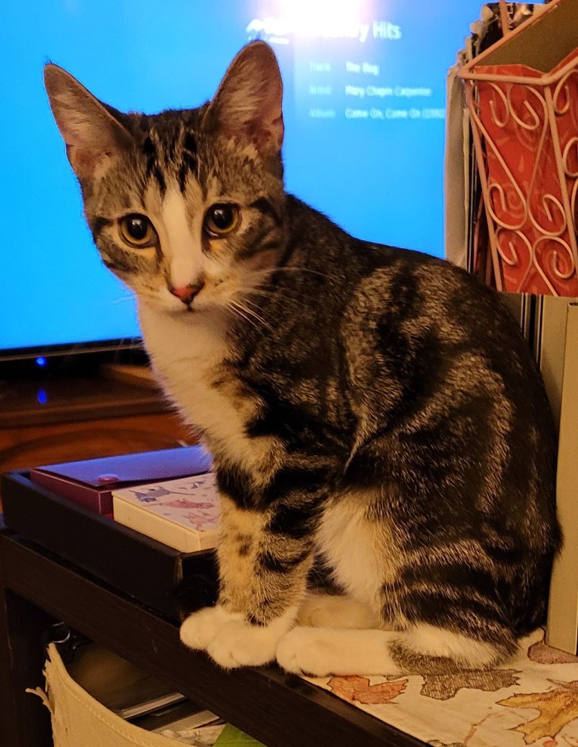 Enlarge Harry, a Adoptable Domestic Short Hair in RIVERSIDE, CA image 3/3