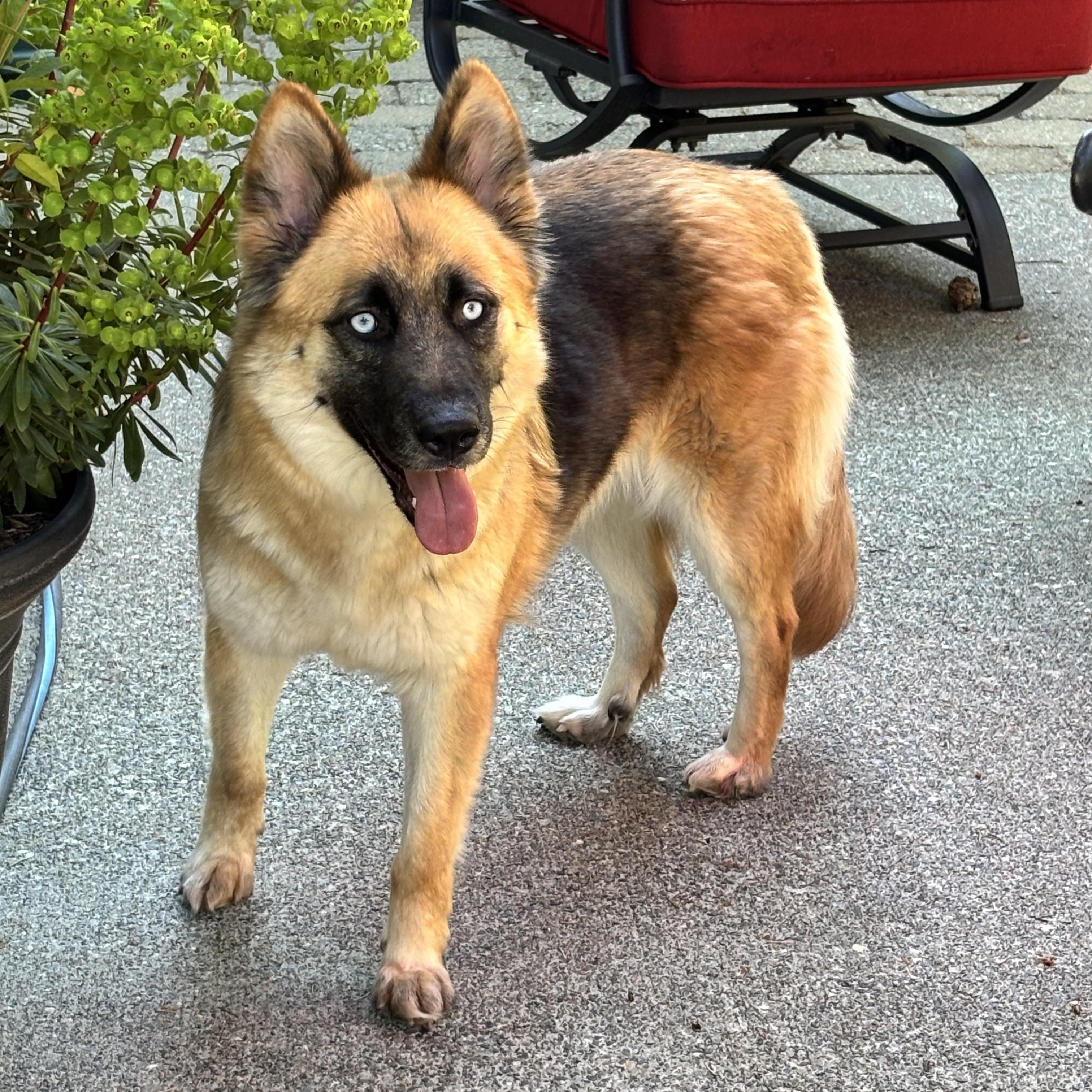 Enlarge Kalina, a Adoptable mixed breed in Sammamish, WA image 4/6