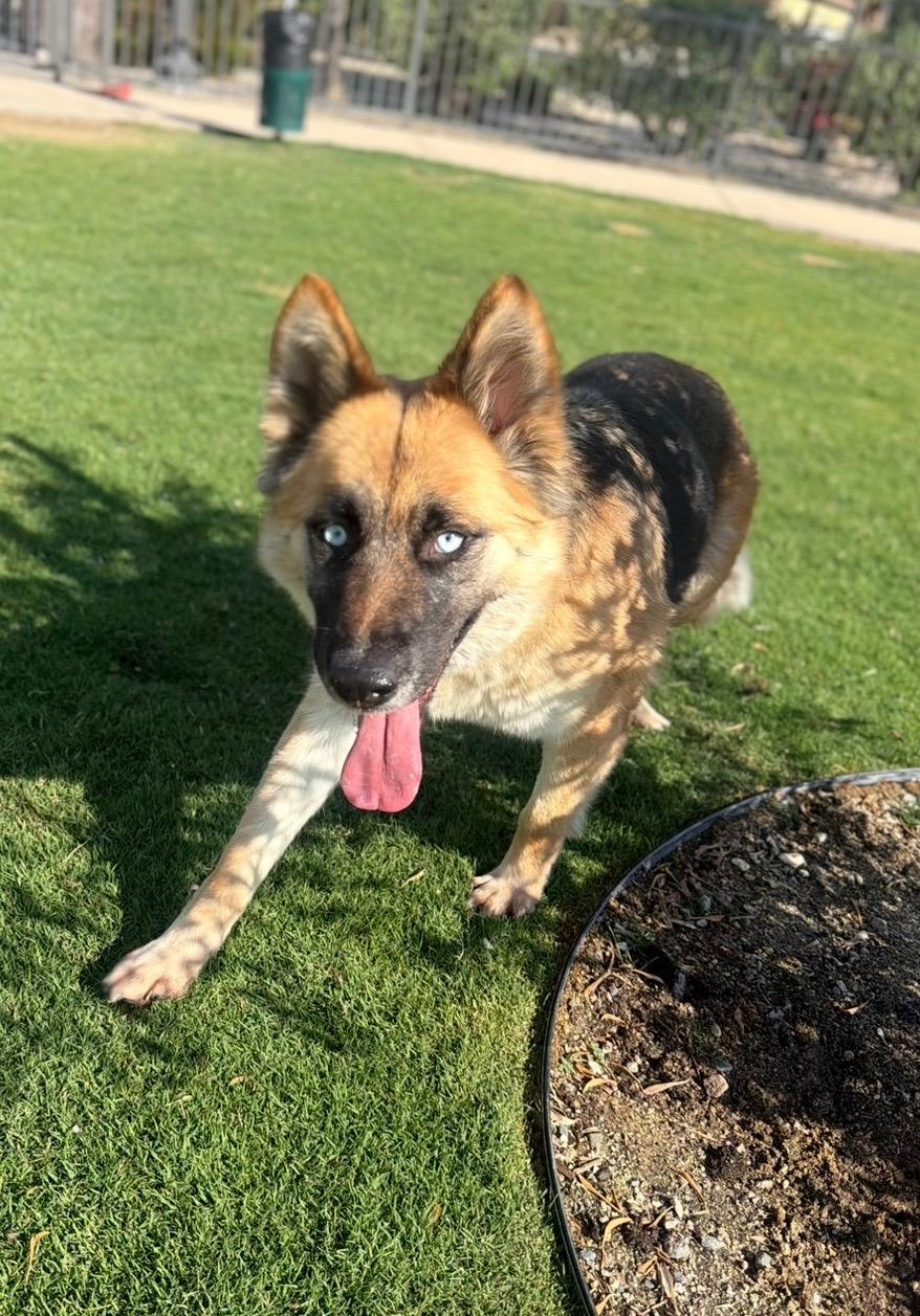 Enlarge Kalina, a Adoptable mixed breed in Sammamish, WA image 4/6