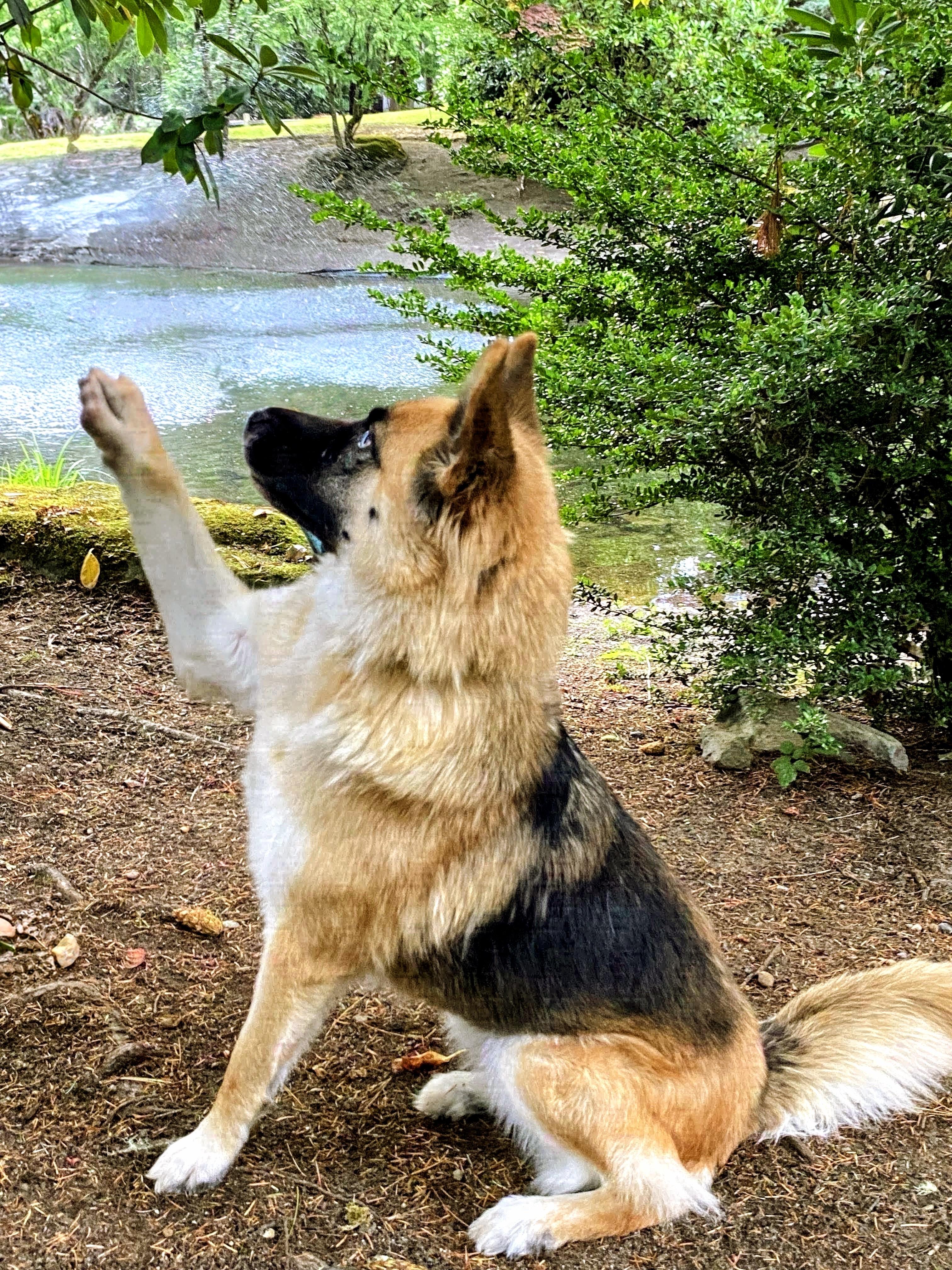 Enlarge Kalina, a Adoptable mixed breed in Sammamish, WA image 3/6
