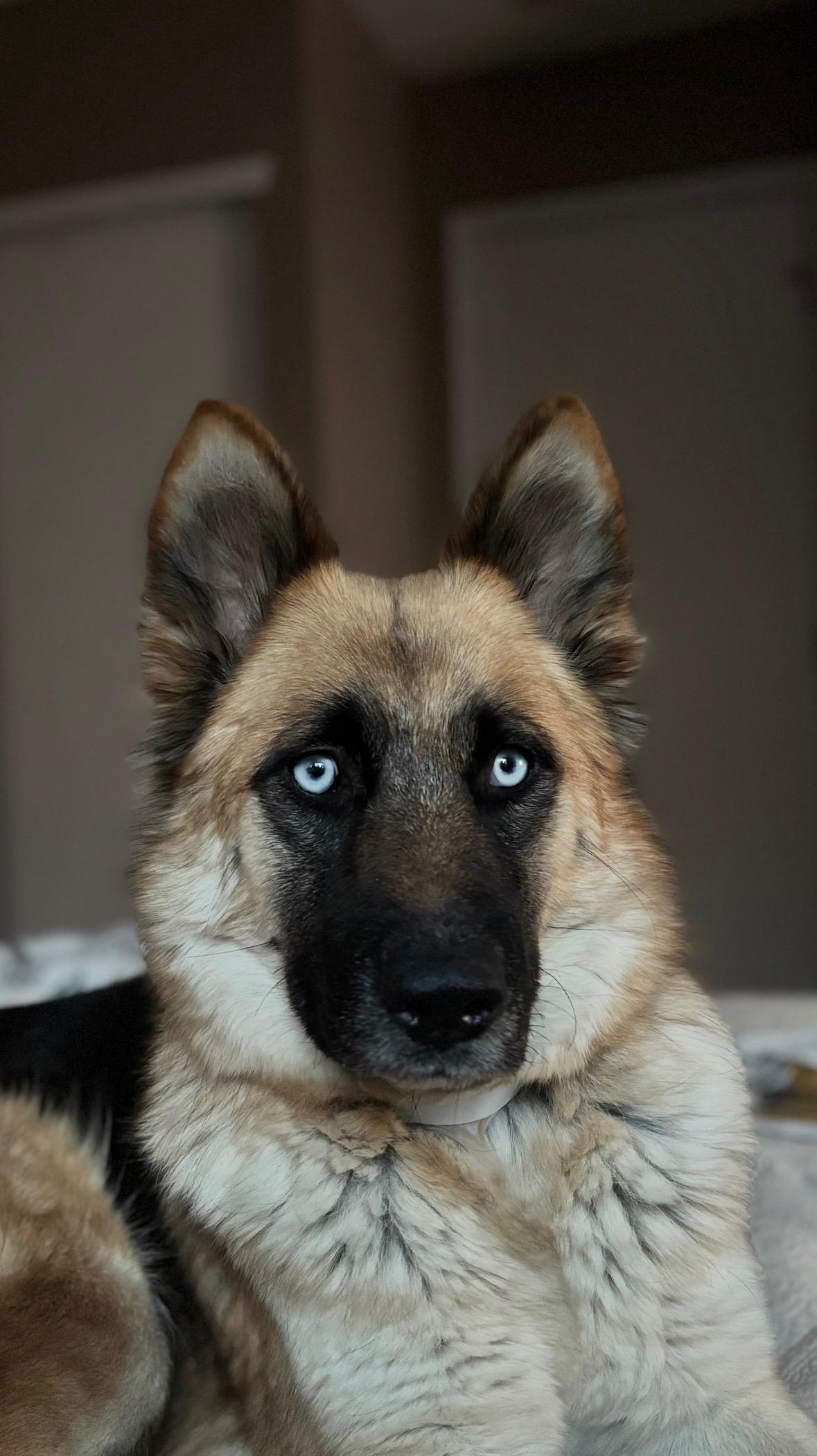 Kalina, Adoptable, Adult Female German Shepherd Dog & Husky.