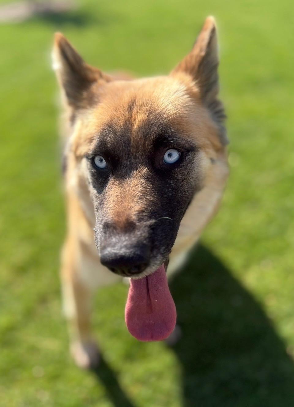 Enlarge Kalina, a Adoptable mixed breed in Sammamish, WA image 2/6