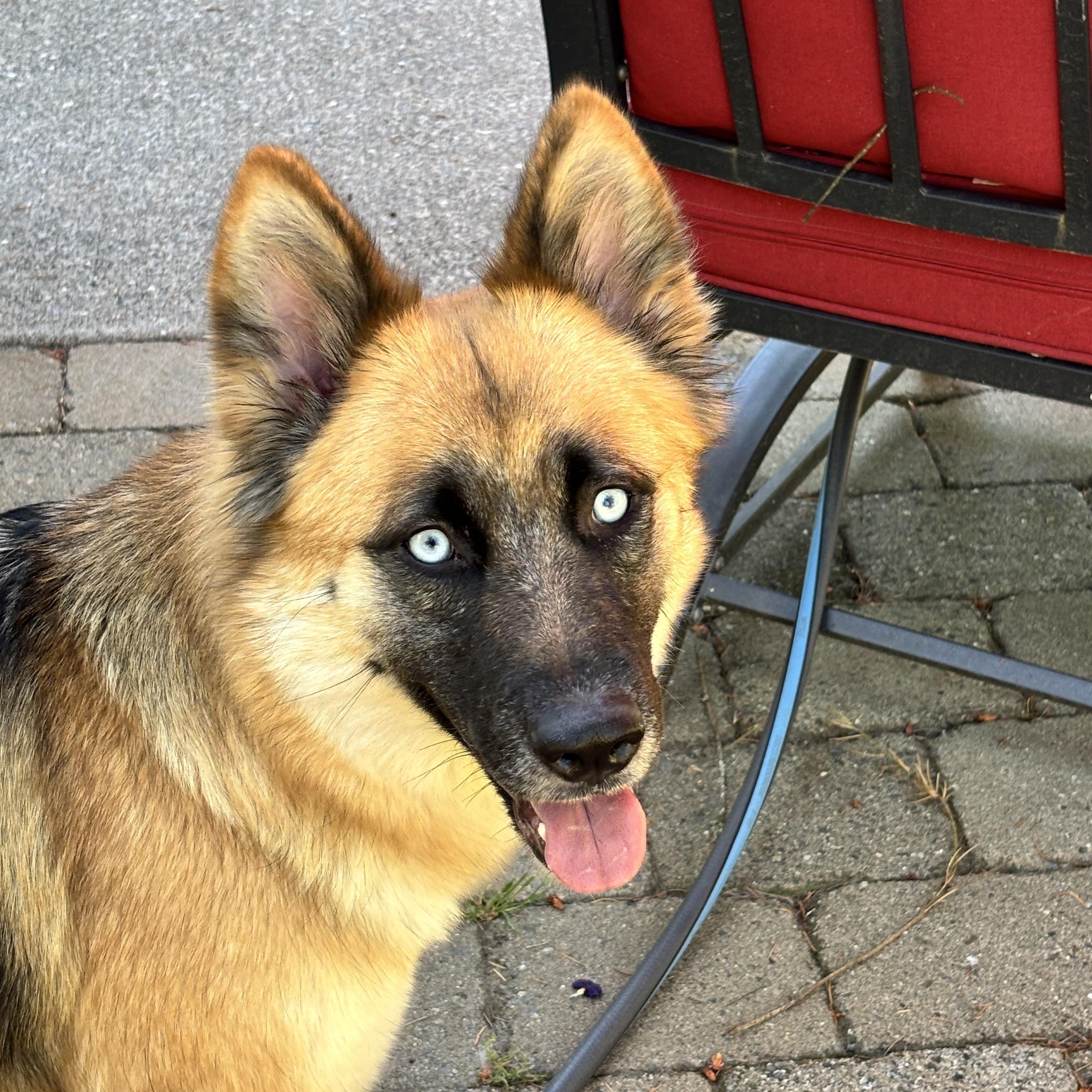 Enlarge Kalina, a Adoptable mixed breed in Sammamish, WA image 1/6