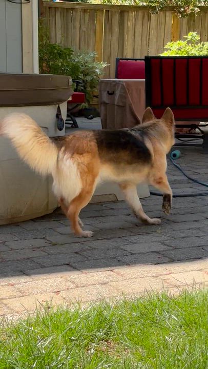 Enlarge Kalina, a Adoptable mixed breed in Sammamish, WA video 5/6