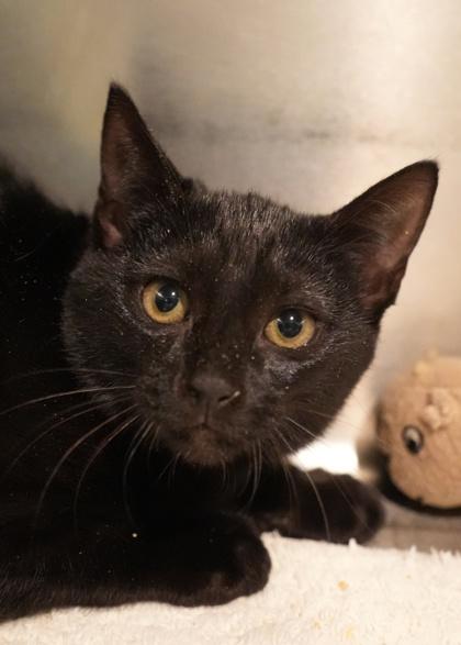 Enlarge Rummy 58285, a Adoptable Domestic Short Hair in Aiken, SC image 1/1