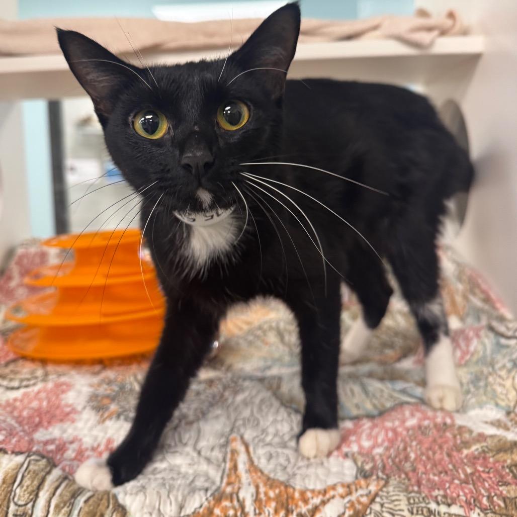 Sheeba, a Adoptable Domestic Short Hair in West Palm Beach, FL image 1/2