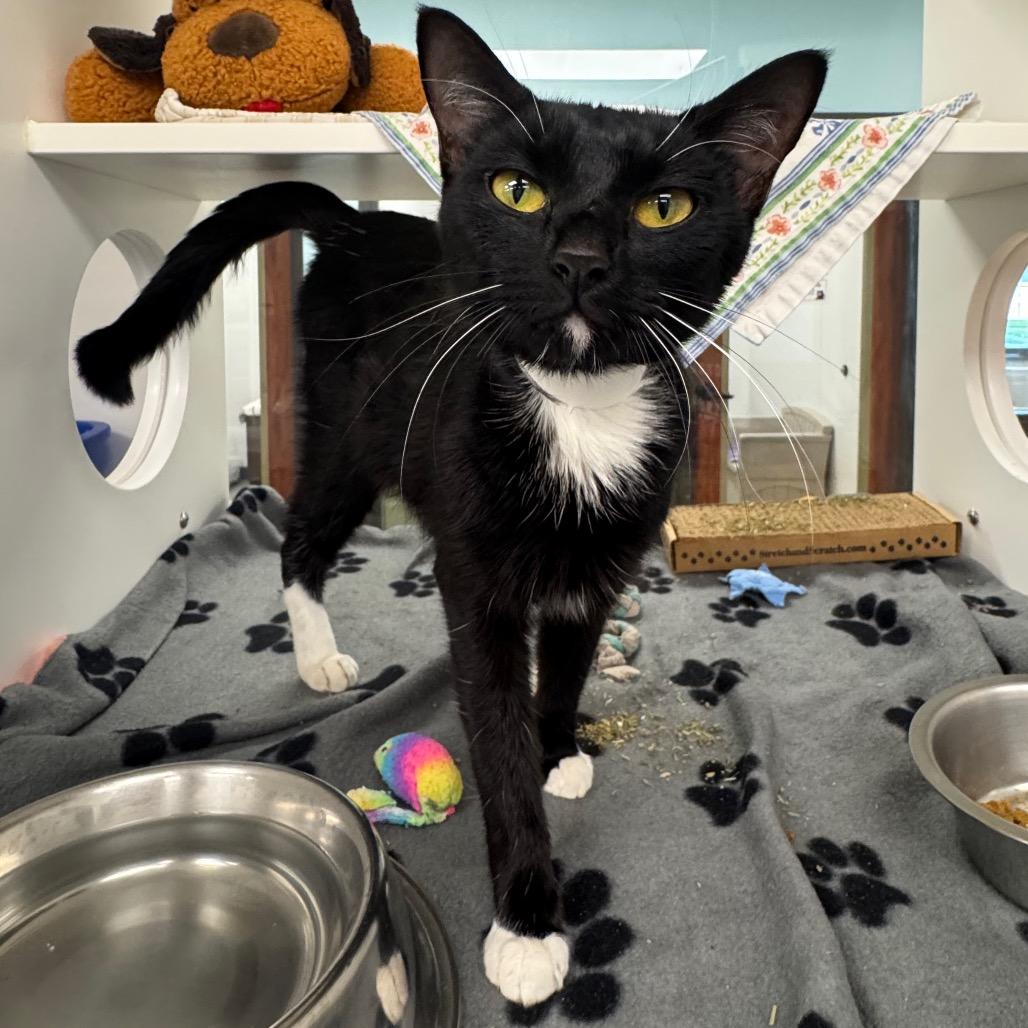 Sheeba, a Adoptable Domestic Short Hair in West Palm Beach, FL image 2/2