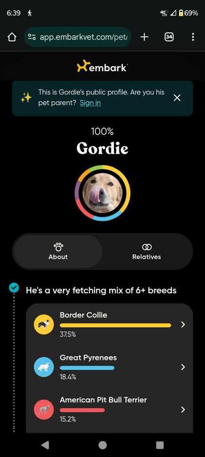 Gordie, a Adoptable mixed breed in Rhinelander, WI image 1/3