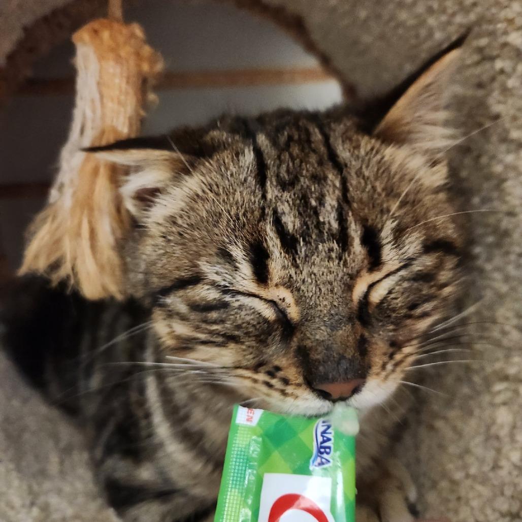 Enlarge Dune, a Adoptable Domestic Short Hair in Brookfield, WI image 1/2