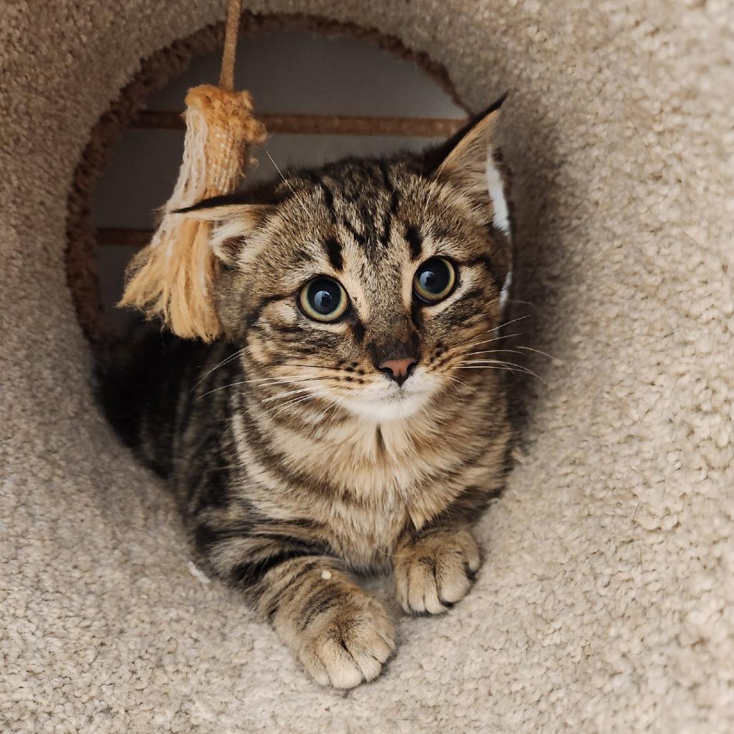 Enlarge Dune, a Adoptable Domestic Short Hair in Brookfield, WI image 2/2