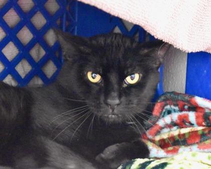 Enlarge Midnight, a Adoptable Domestic Short Hair in West Seneca, NY image 1/3