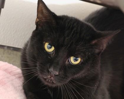 Enlarge Midnight, a Adoptable Domestic Short Hair in West Seneca, NY image 2/3