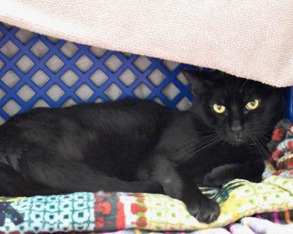 Enlarge Midnight, a Adoptable Domestic Short Hair in West Seneca, NY image 3/3