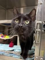 Enlarge Hemi, a ADOPTABLE Domestic Short Hair in Whitby, ON image 1/1