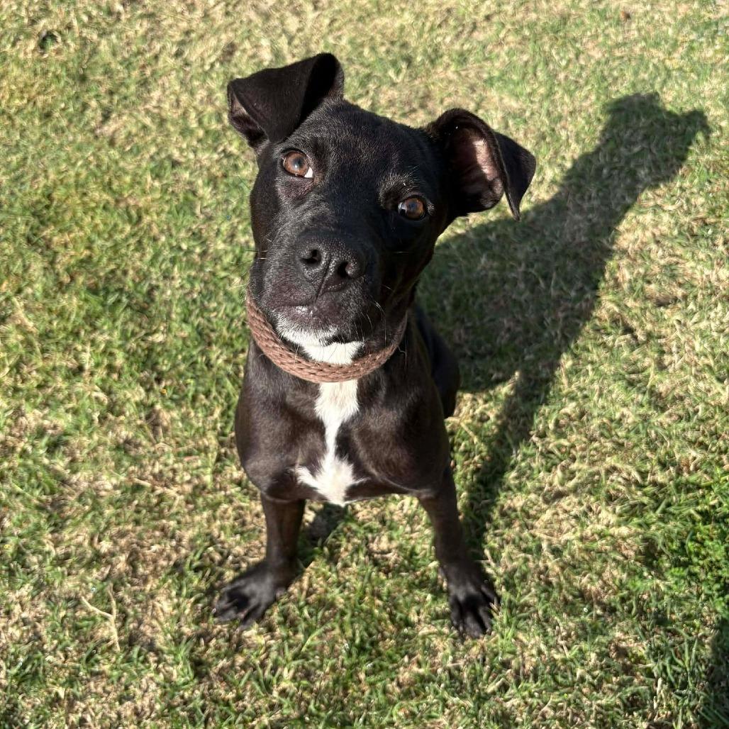 Diamond P45823, Adoptable, Young Female Pit Bull Terrier & Mixed Breed.