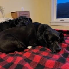 Daisy (fka Doris), an adoptable Mixed Breed in Watertown, WI image 4/6