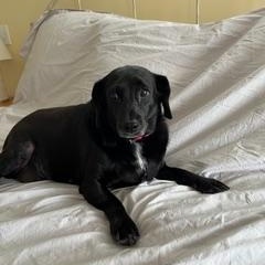 Daisy (fka Doris), an adoptable Mixed Breed in Watertown, WI image 1/6