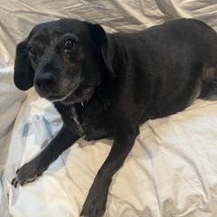 Daisy (fka Doris), an adoptable Mixed Breed in Watertown, WI image 2/6