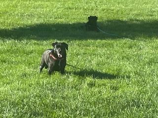 Daisy (fka Doris), an adoptable Mixed Breed in Watertown, WI image 3/6