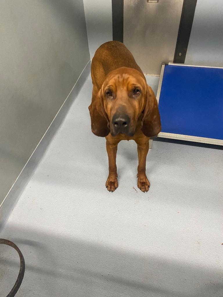 Bunker, Adoptable, Adult Male Hound.