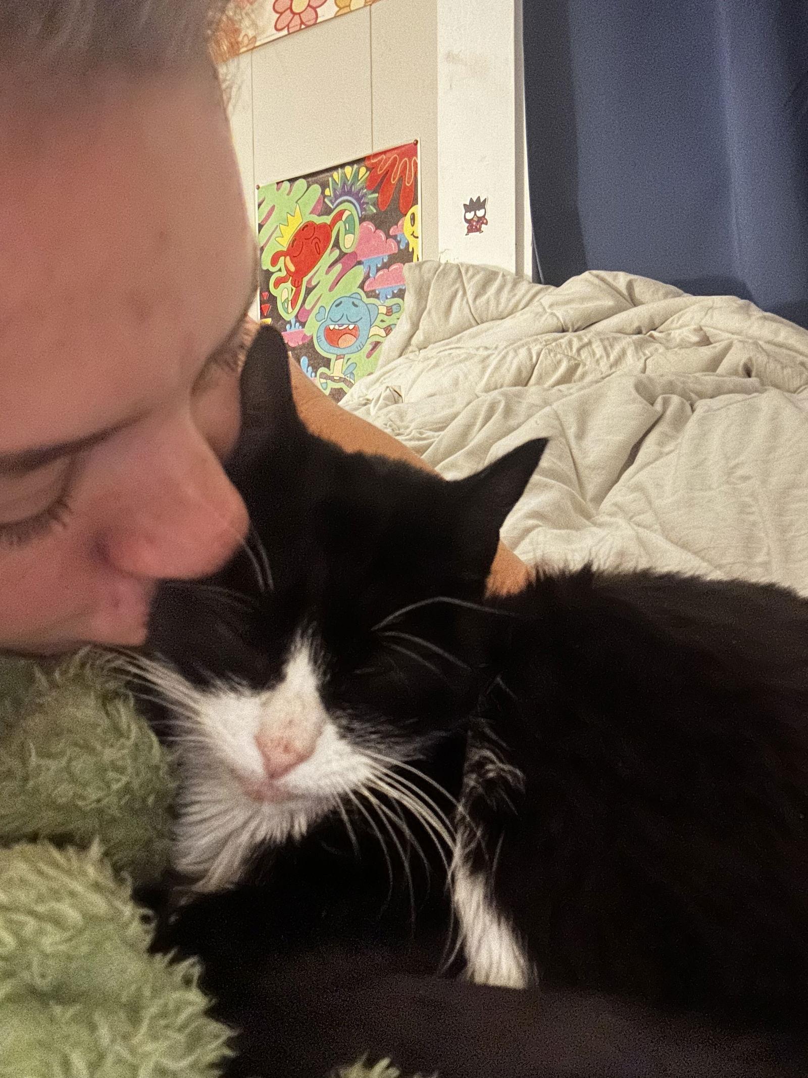 Poppy, a Adoptable Tuxedo in East Derry, NH image 1/3