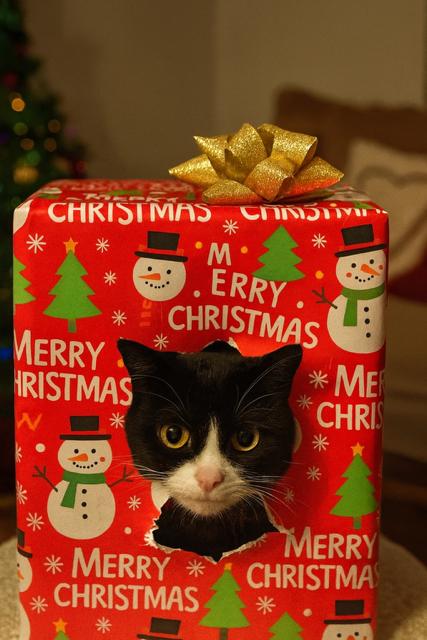 Poppy, Adoptable, Young Female Tuxedo.