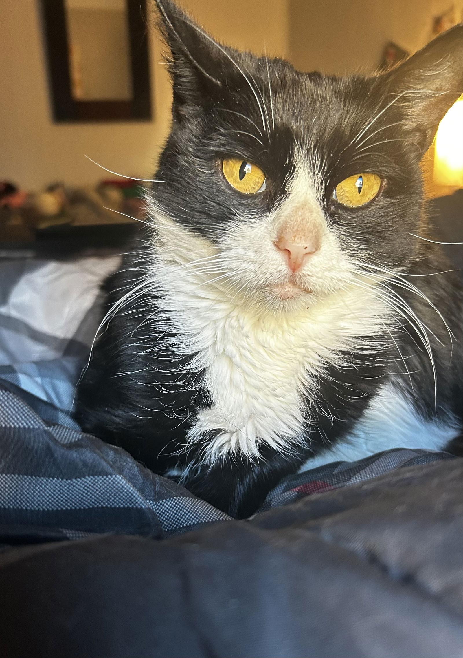 Poppy, a Adoptable Tuxedo in East Derry, NH image 2/3