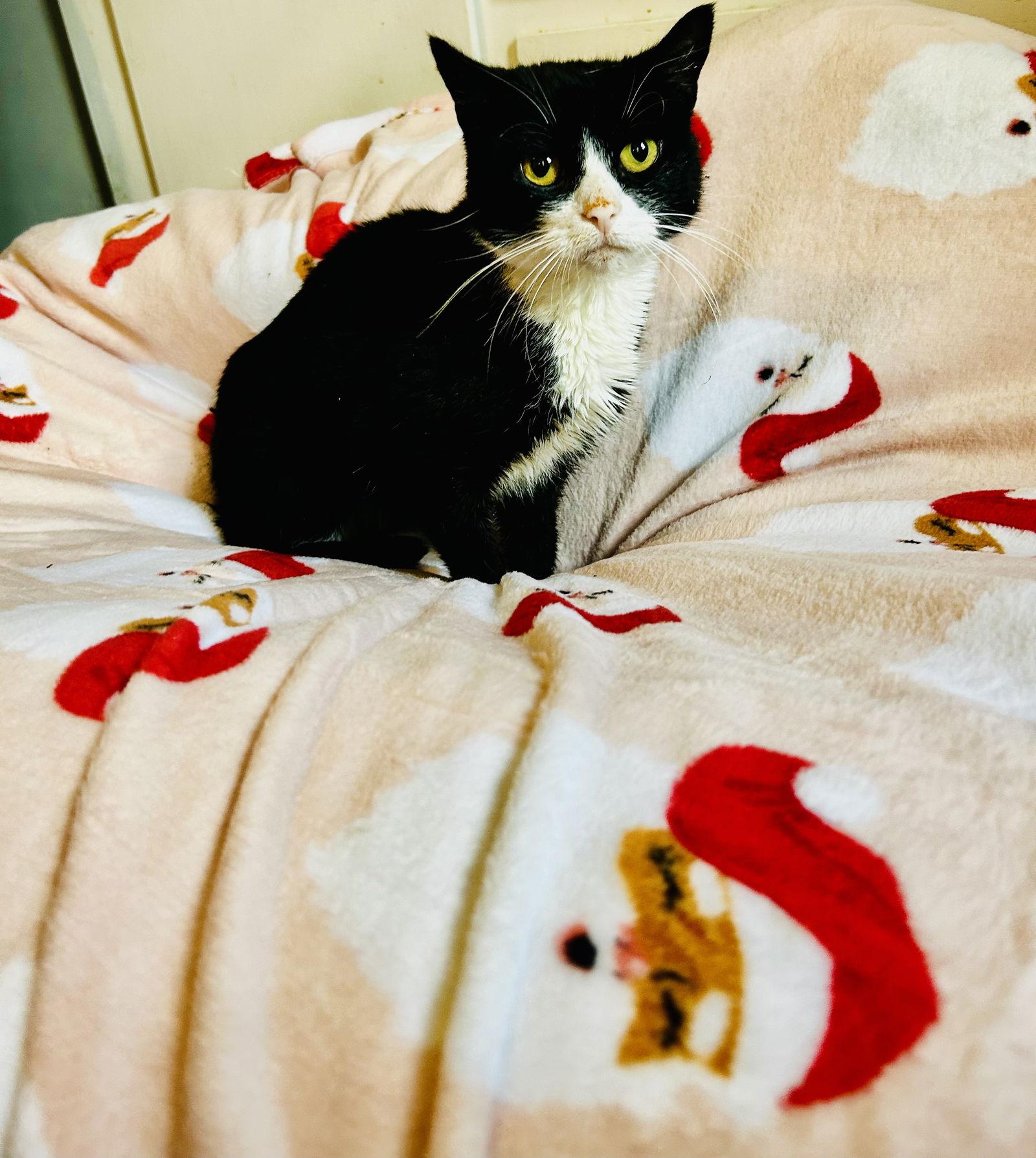 Poppy, a Adoptable Tuxedo in East Derry, NH image 3/3