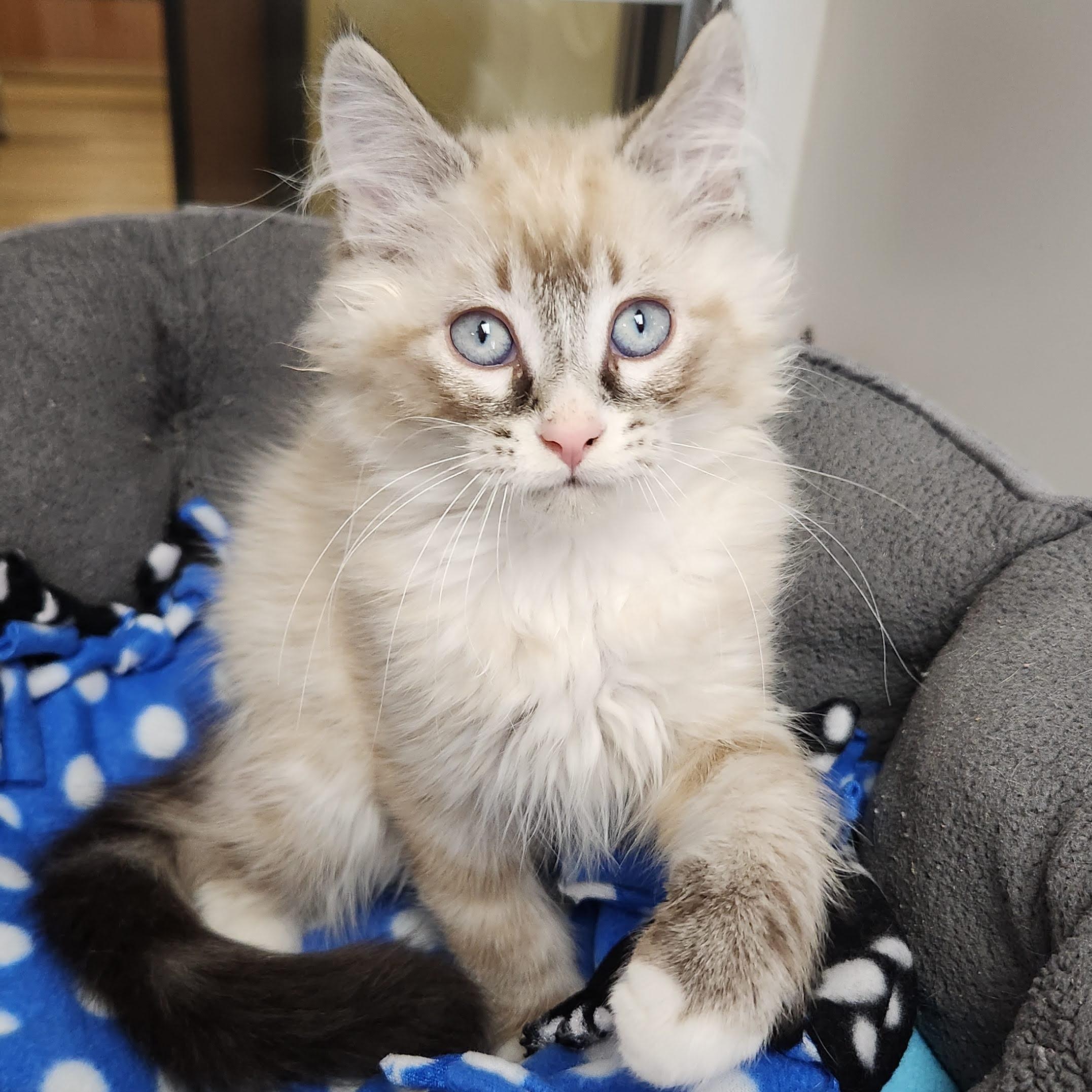 Enlarge Rhubarb, an adopted Siamese in Marshfield, WI image 2/3