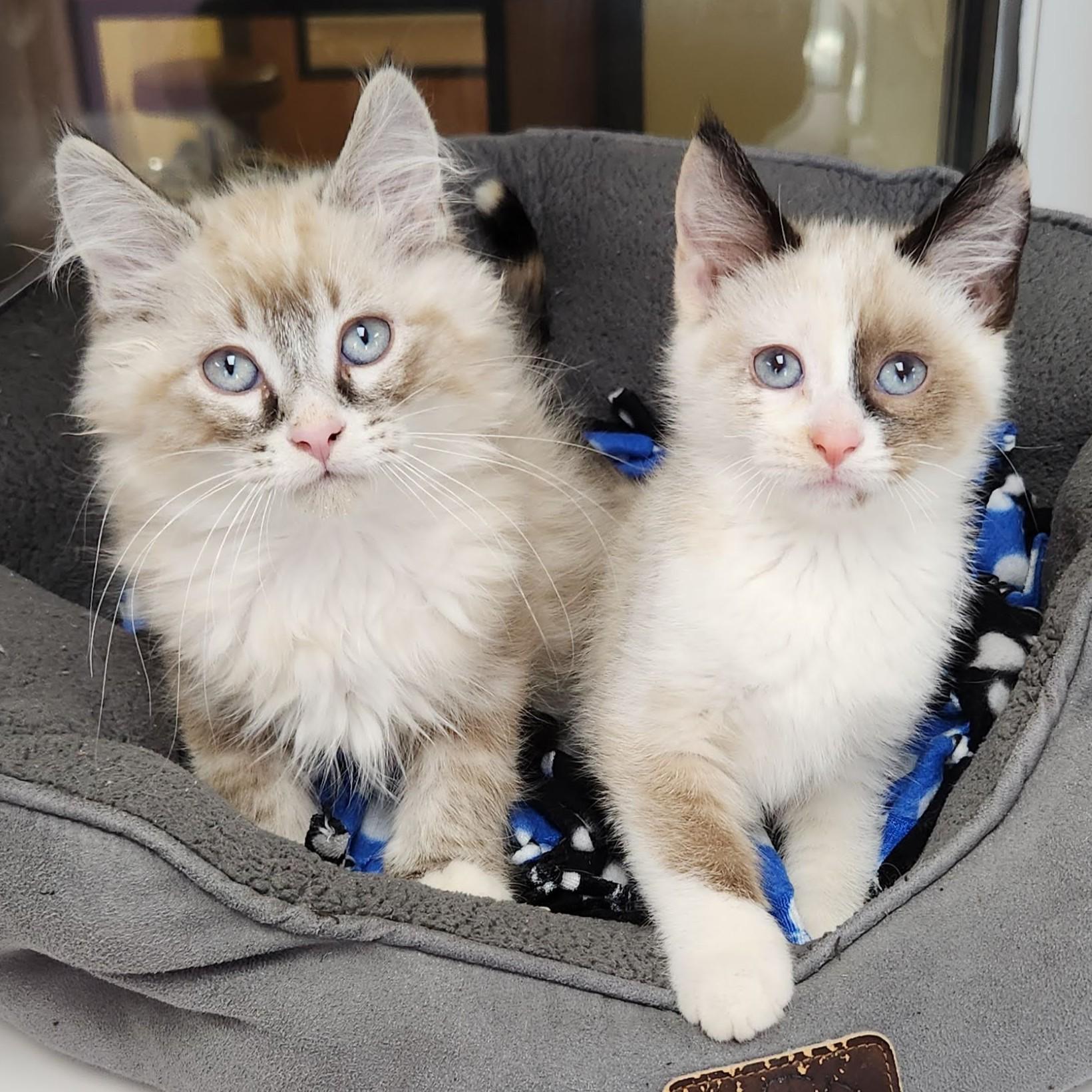 Enlarge Rhubarb, an adopted Siamese in Marshfield, WI image 3/3