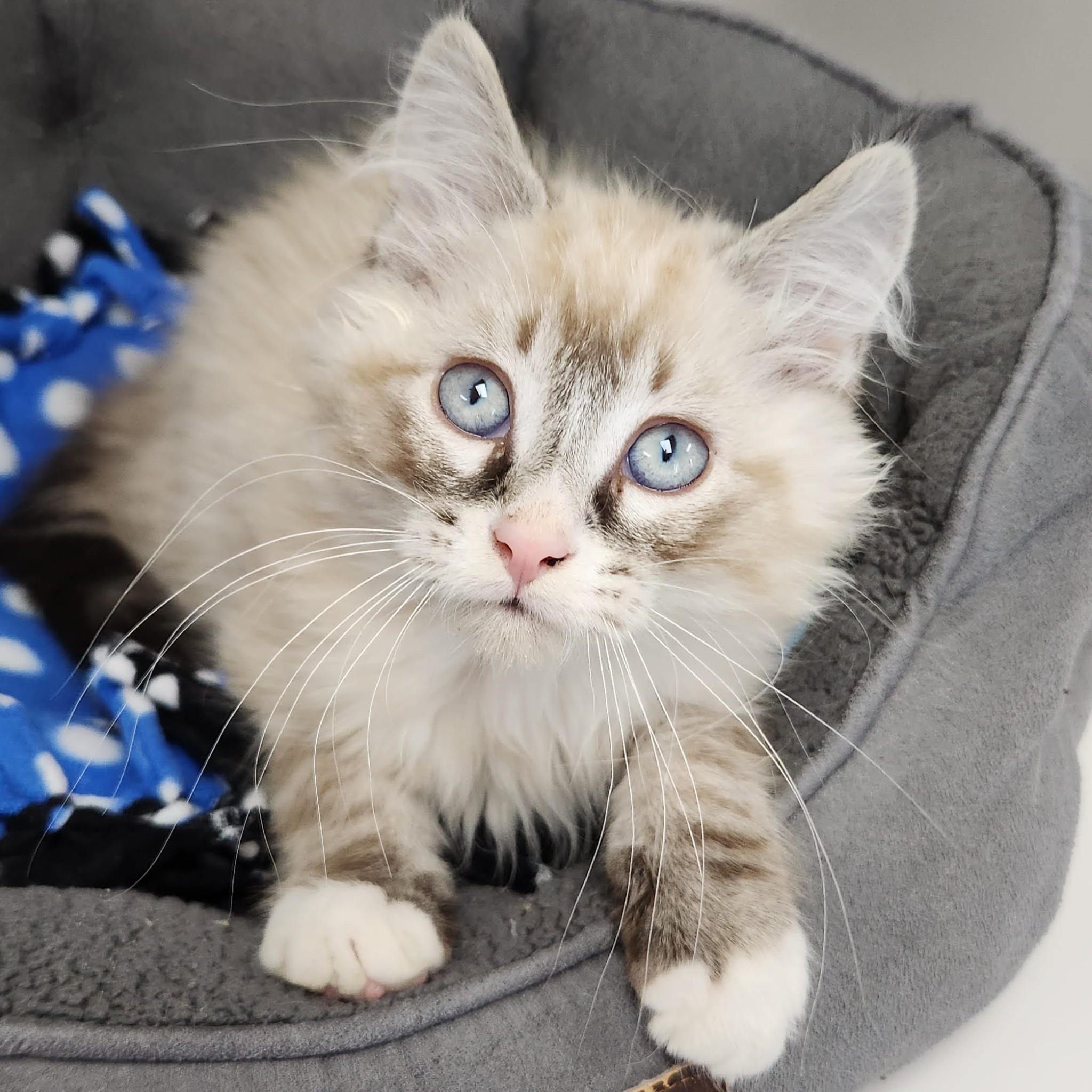 Rhubarb, adopted, Kitten Male Siamese.