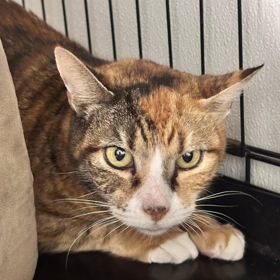 Jo Jo, Senior Female Domestic Short Hair