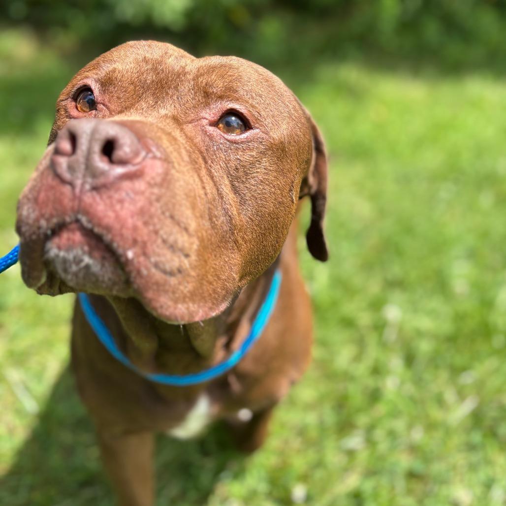 Enlarge Nutella, a Adoptable Pit Bull Terrier in York, PA image 4/6
