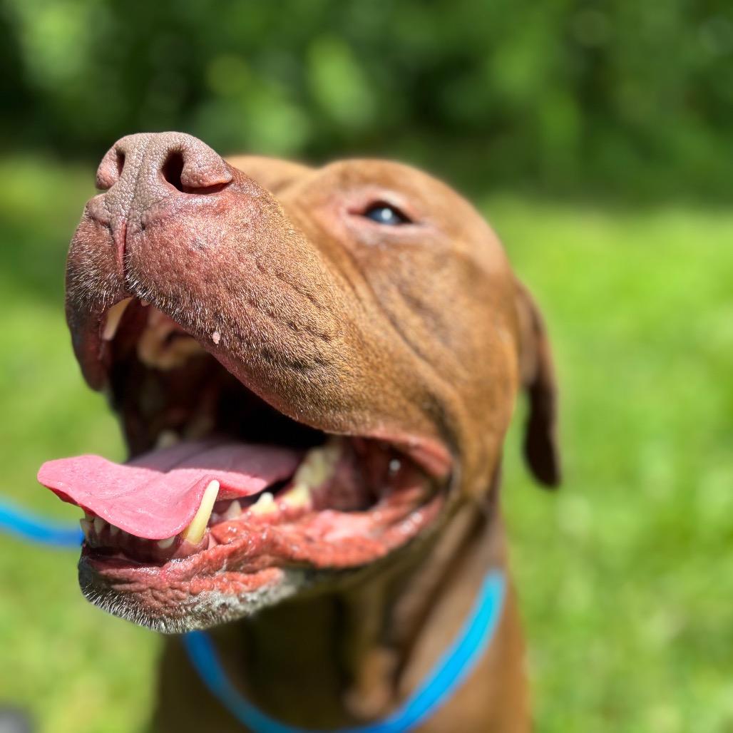 Enlarge Nutella, a Adoptable Pit Bull Terrier in York, PA image 6/6