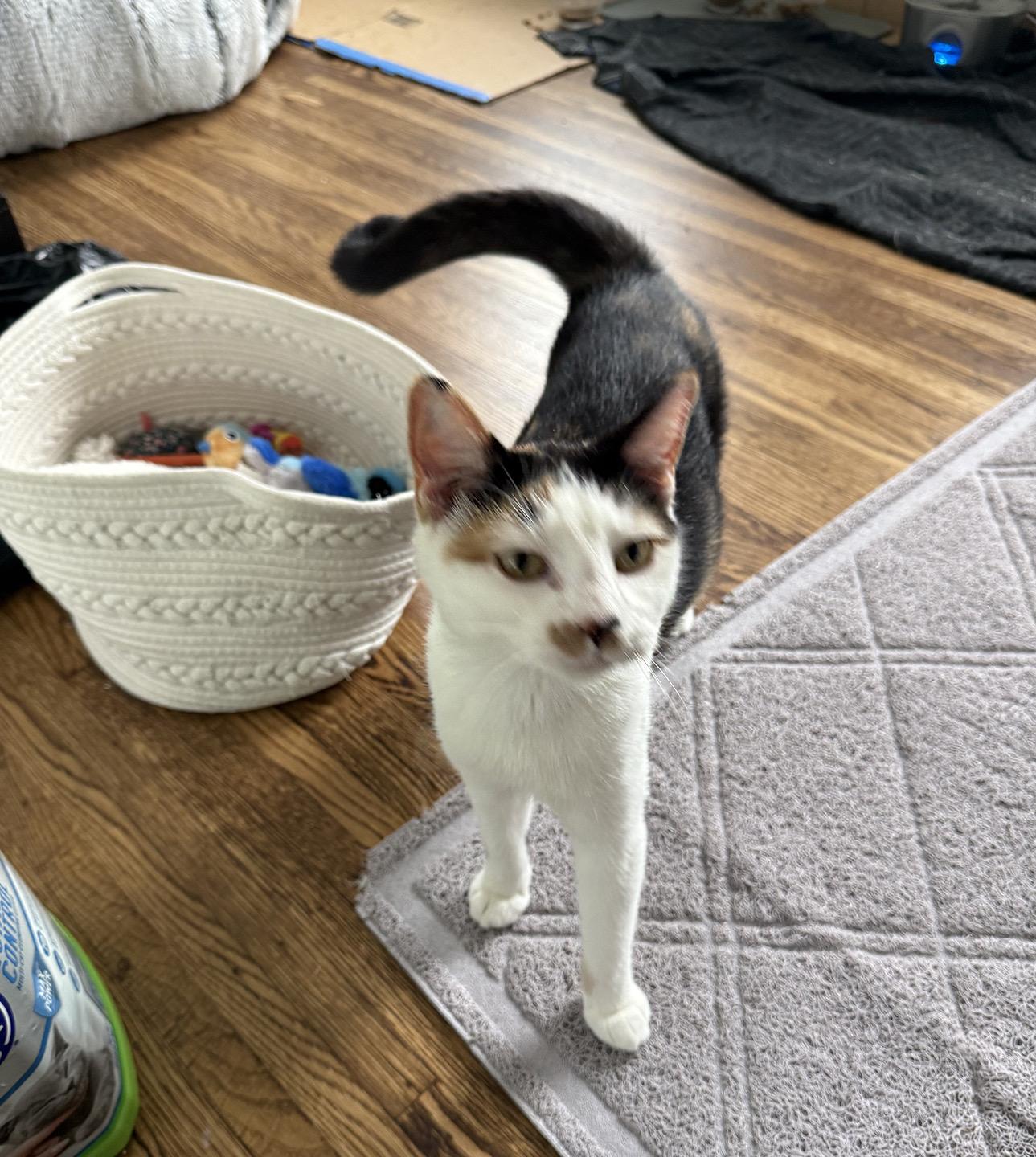 Enlarge Mama Reno, a Adoptable Domestic Medium Hair in Philadelphia, PA image 3/5