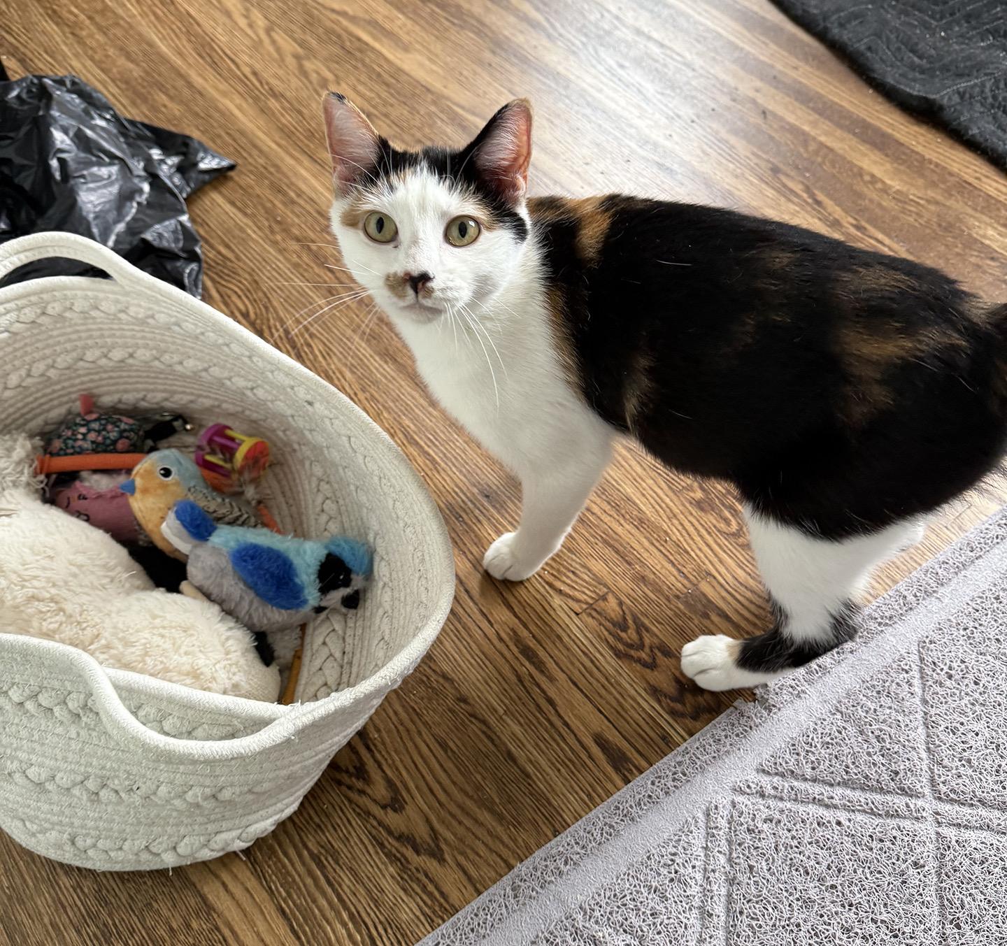 Enlarge Mama Reno, a Adoptable Domestic Medium Hair in Philadelphia, PA image 2/5