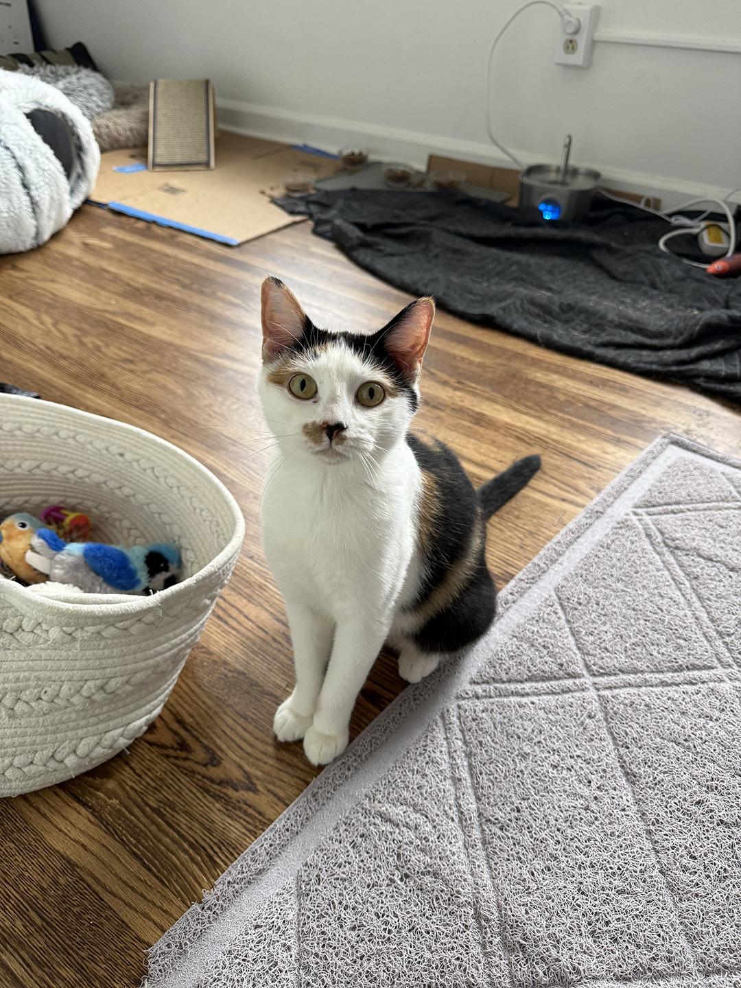 Enlarge Mama Reno, a Adoptable Domestic Medium Hair in Philadelphia, PA image 1/5
