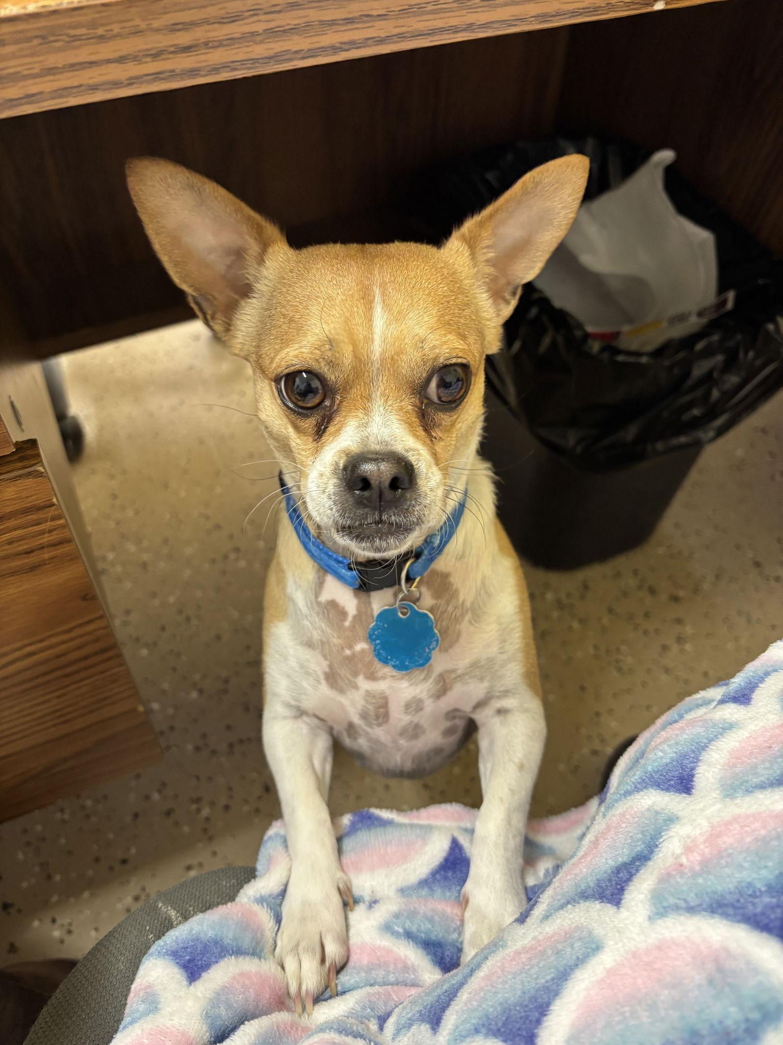 Bennette, a Adoptable mixed breed in York, SC image 1/3