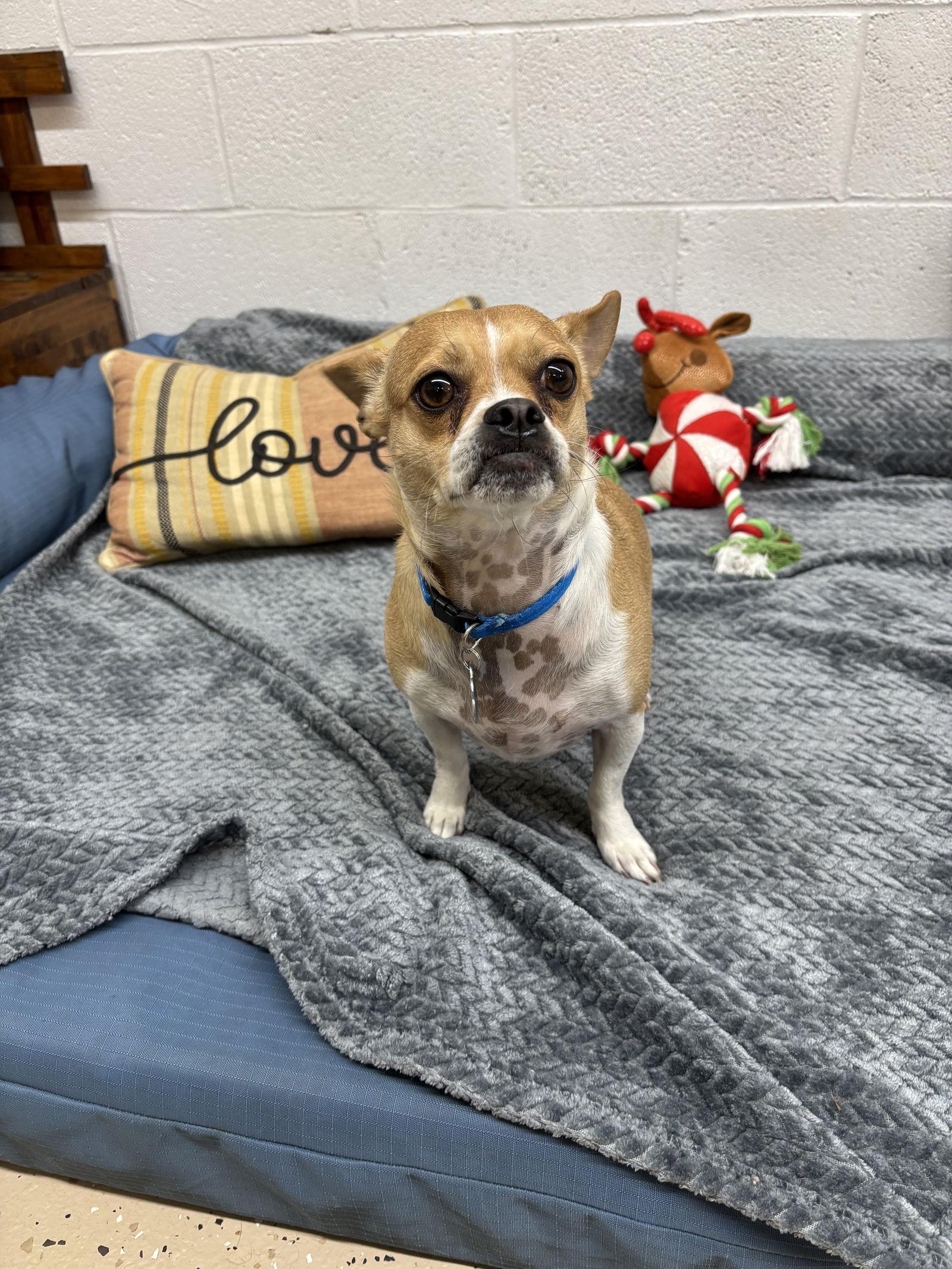 Bennette, a Adoptable mixed breed in York, SC image 2/3