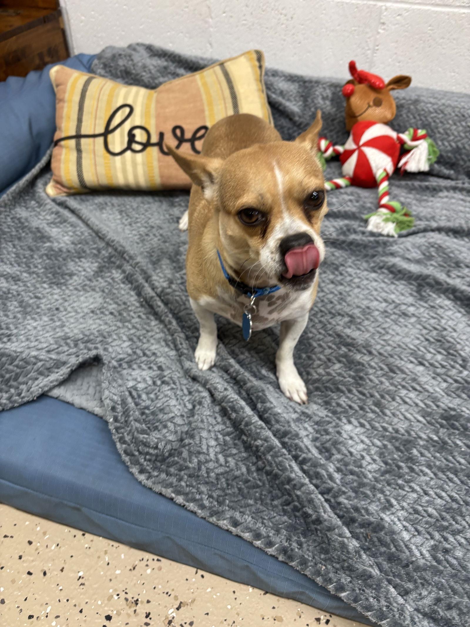 Bennette, a Adoptable mixed breed in York, SC image 3/3