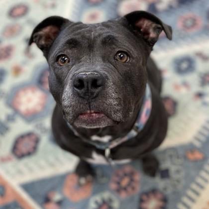 Lucille, Adopted, Adult Female American Staffordshire Terrier.