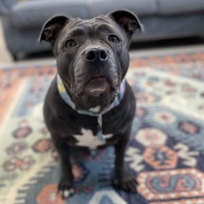 Enlarge Lucille, a Adopted American Staffordshire Terrier in Wheaton, IL image 2/3