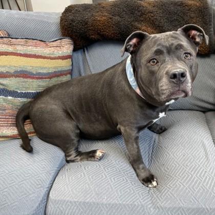 Enlarge Lucille, a Adopted American Staffordshire Terrier in Wheaton, IL image 3/3