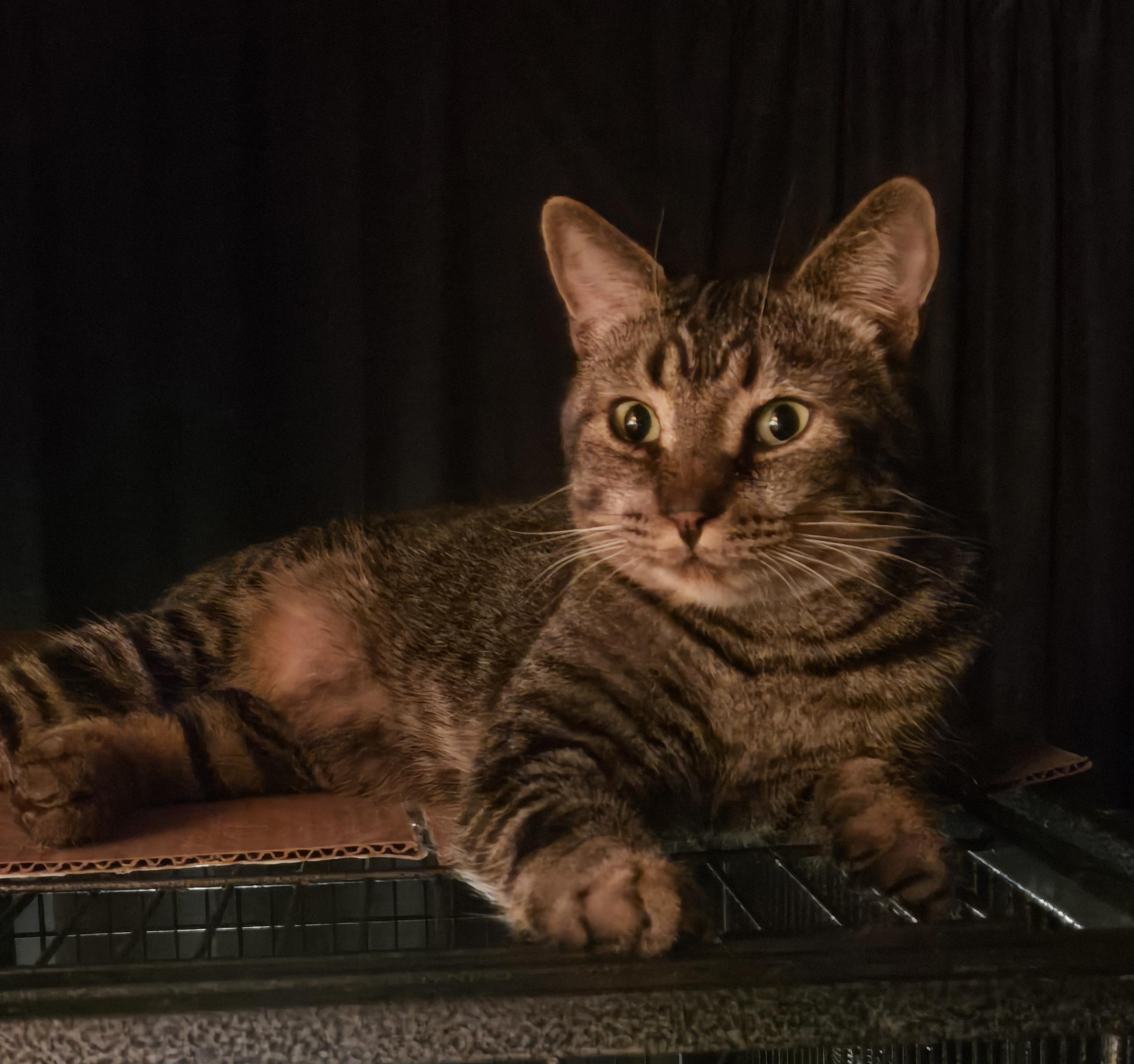 Quentin, a Adoptable mixed breed in Monrovia, CA image 2/4