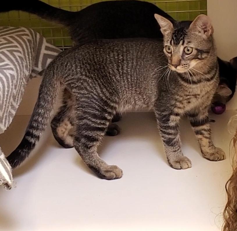 Quentin, an adoptable Domestic Short Hair, Tabby in Monrovia, CA, 91016 | Photo Image 4