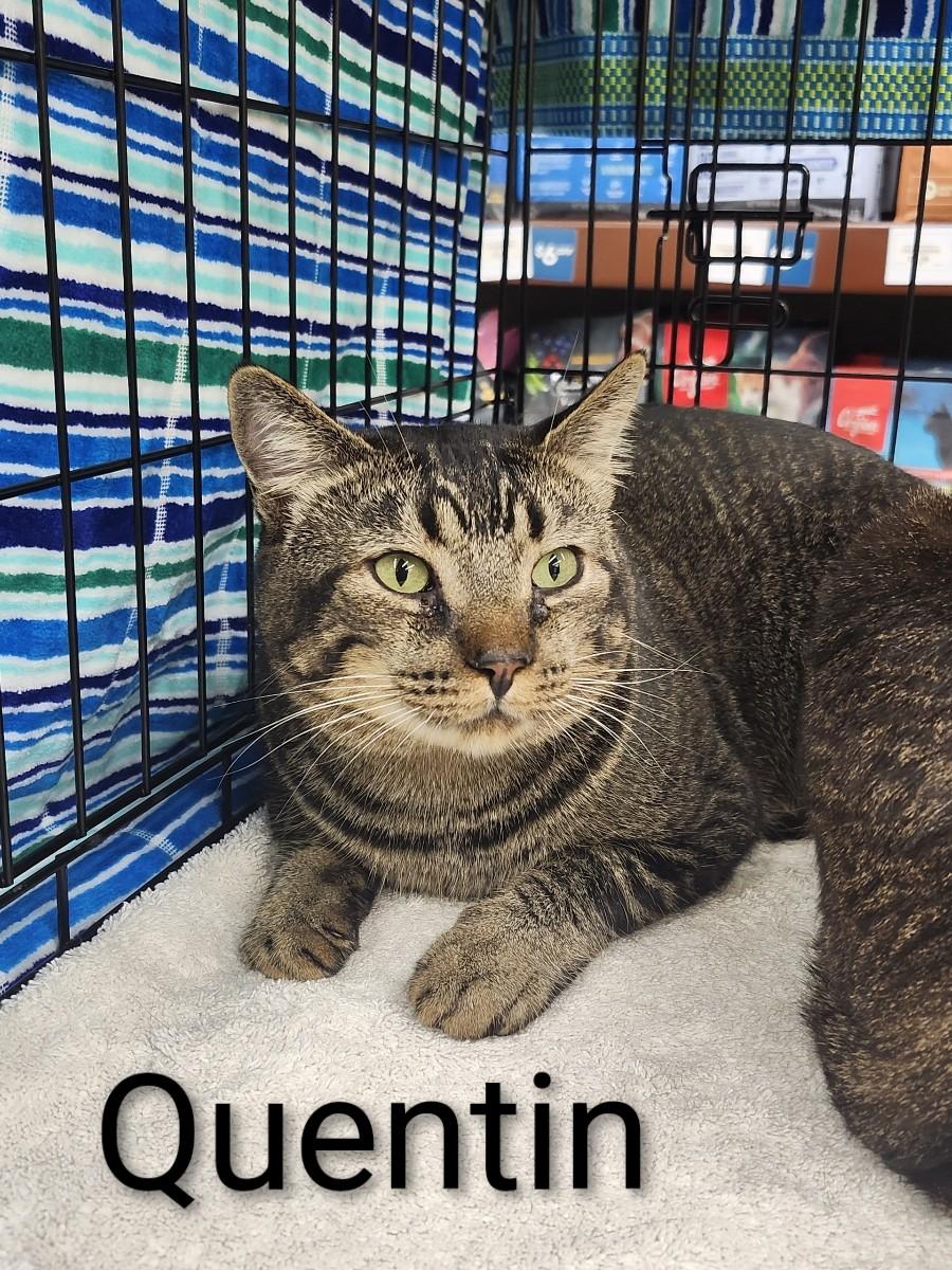 Quentin, a Adoptable mixed breed in Monrovia, CA image 1/4